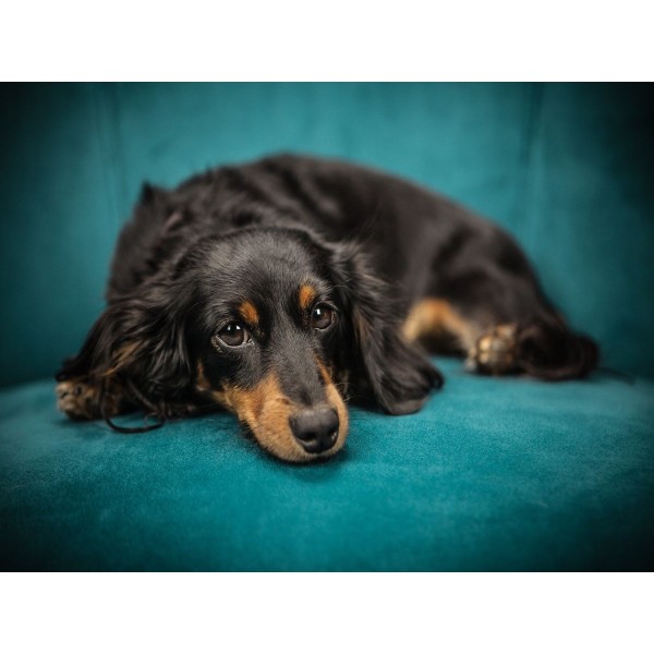 Cani 5d Diy Kit Diamond Painting Pittura Di Diamante NO2386