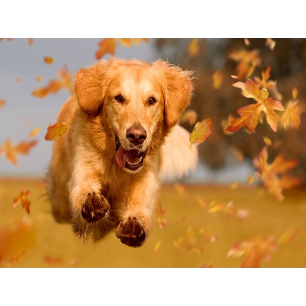 Cani 5d Diy Kit Diamond Painting Pittura Di Diamante NO2374