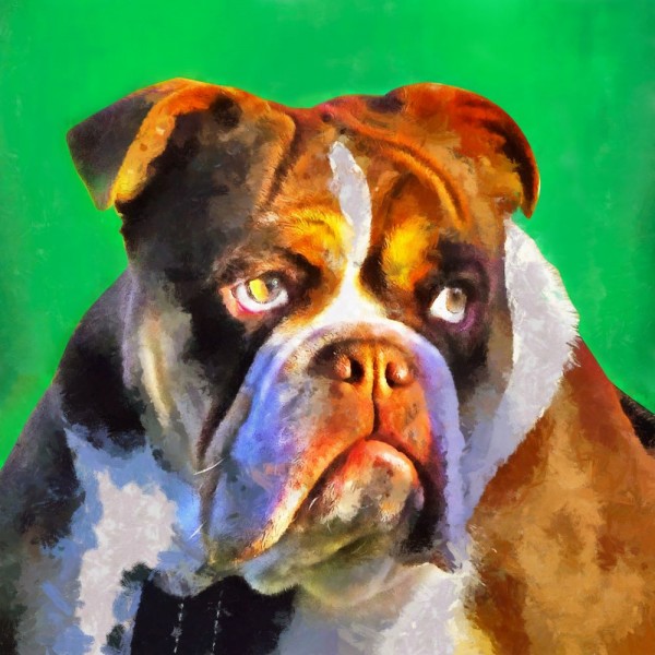 Cani 5d Diy Kit Diamond Painting Pittura Di Diamante NO2371