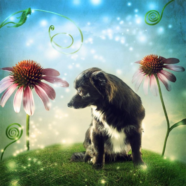 Cani 5d Diy Kit Diamond Painting Pittura Di Diamante NO2362