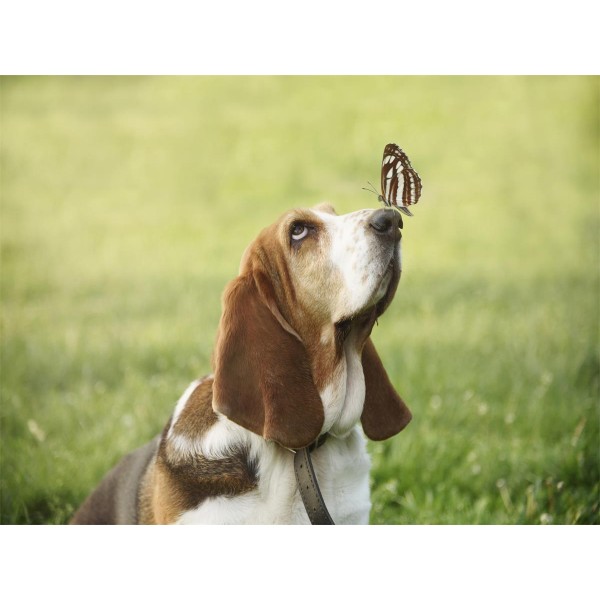 Cani 5d Diy Kit Diamond Painting Pittura Di Diamante NO2357