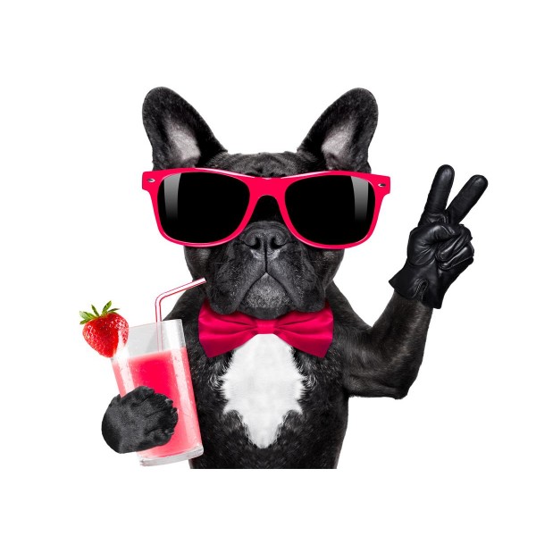 Cani 5d Diy Kit Diamond Painting Pittura Di Diamante NO2351