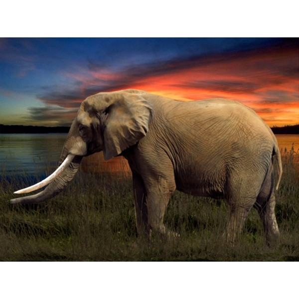 Elefante 5d Diy Kit Diamond Painting Pittura Di Diamante NO2273