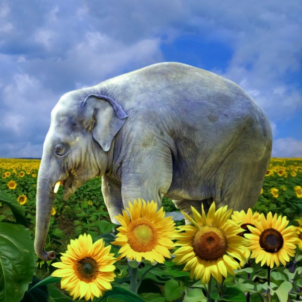 Elefante 5d Diy Kit Diamond Painting Pittura Di Diamante NO2270