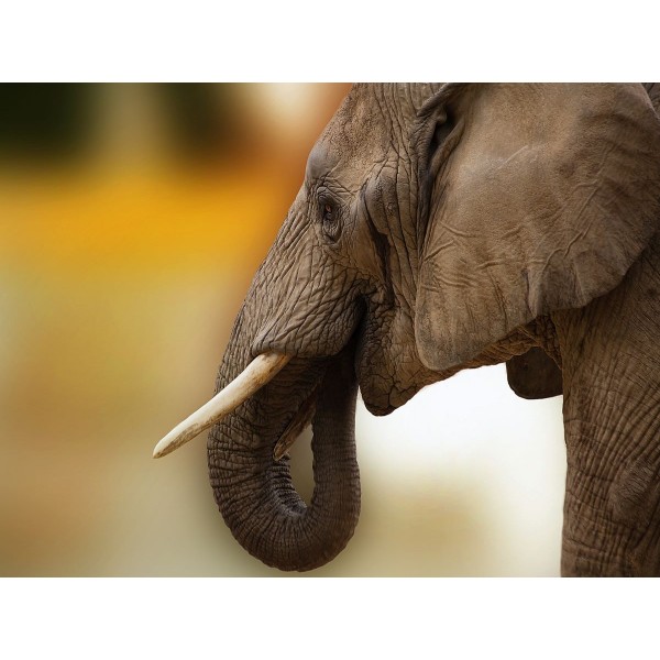 Elefante 5d Diy Kit Diamond Painting Pittura Di Diamante NO2249