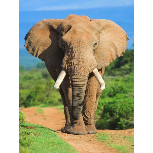 Elefante 5d Diy Kit Diamond Painting Pittura Di Diamante NO2228