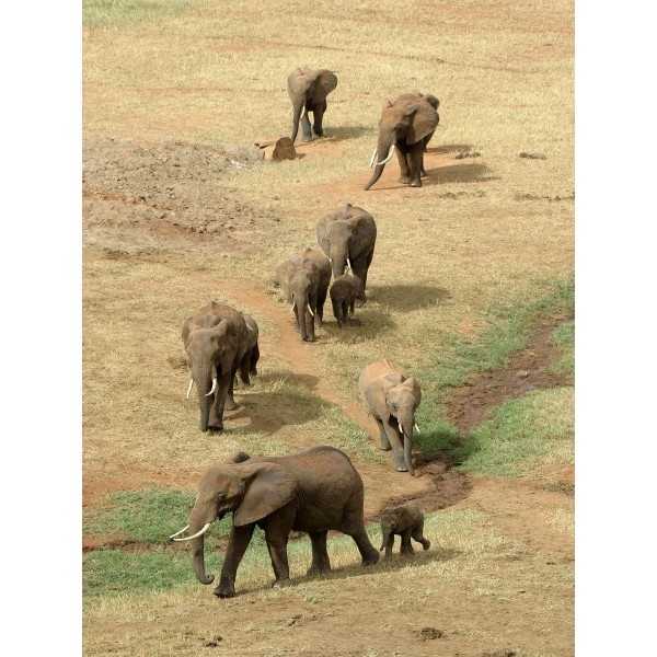 Elefante 5d Diy Kit Diamond Painting Pittura Di Diamante NO2227