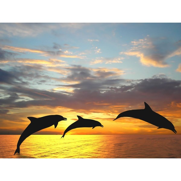 Delfino 5d Diy Kit Diamond Painting Pittura Di Diamante NO2193