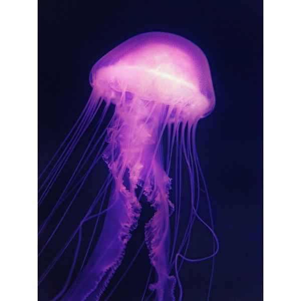 Medusa 5d Diy Kit Diamond Painting Pittura Di Diamante NO2157