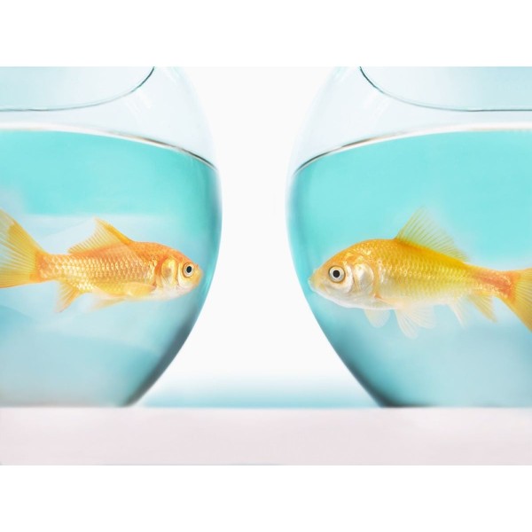 Pesce 5d Diy Kit Diamond Painting Pittura Di Diamante NO2148