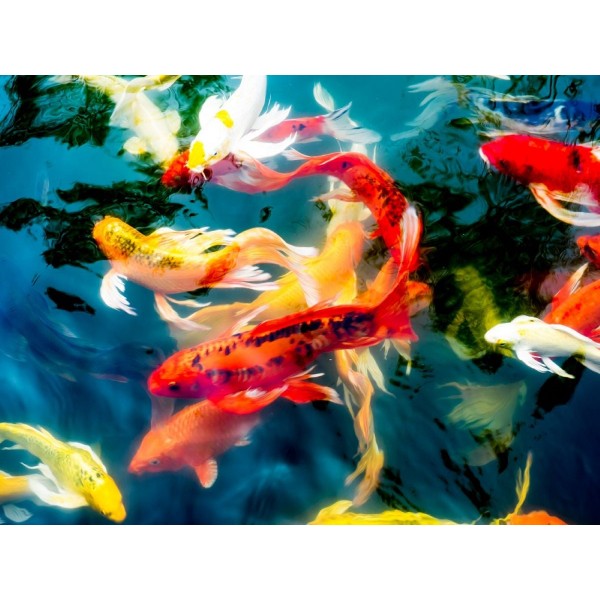 Pesce 5d Diy Kit Diamond Painting Pittura Di Diamante NO2143