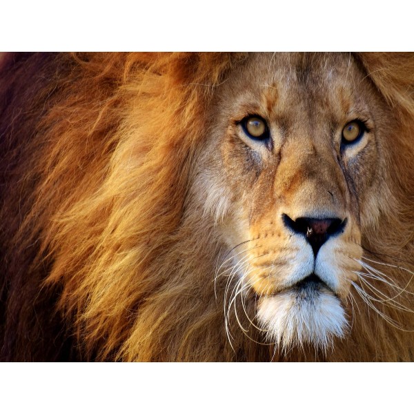 Leone 5d Diy Kit Diamond Painting Pittura Di Diamante NO2080