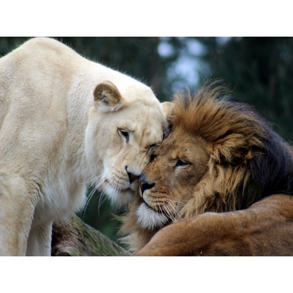 Leone 5d Diy Kit Diamond Painting Pittura Di Diamante NO2076