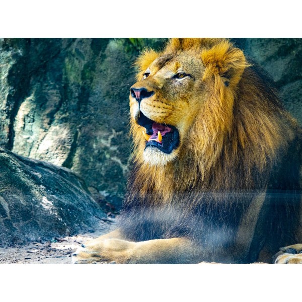 Leone 5d Diy Kit Diamond Painting Pittura Di Diamante NO2058