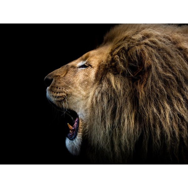 Leone 5d Diy Kit Diamond Painting Pittura Di Diamante NO2057