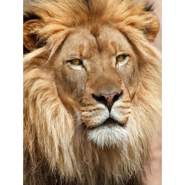 Leone 5d Diy Kit Diamond Painting Pittura Di Diamante NO2055