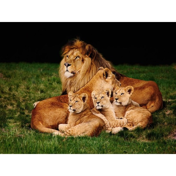 Leone 5d Diy Kit Diamond Painting Pittura Di Diamante NO2052