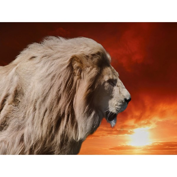 Leone 5d Diy Kit Diamond Painting Pittura Di Diamante NO2050