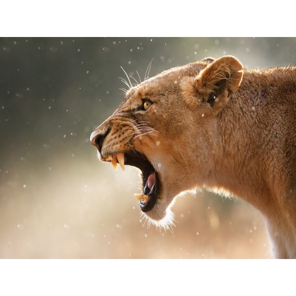 Leone 5d Diy Kit Diamond Painting Pittura Di Diamante NO2048