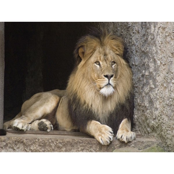 Leone 5d Diy Kit Diamond Painting Pittura Di Diamante NO2046