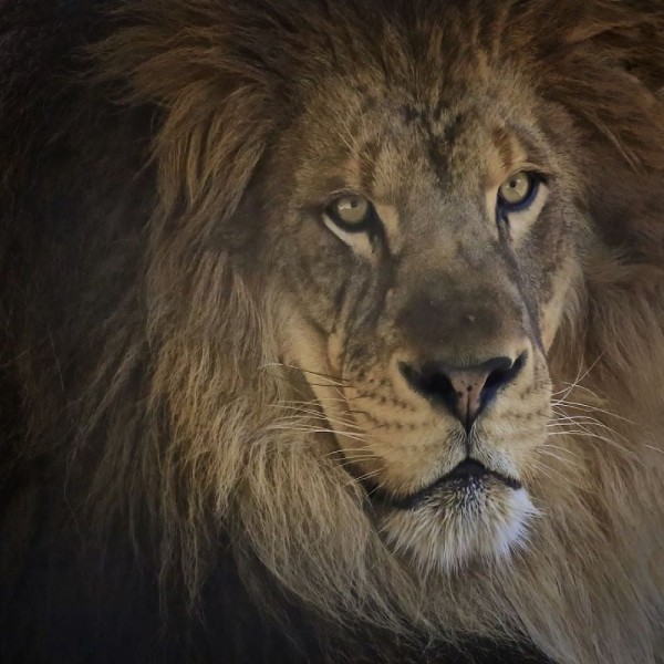 Leone 5d Diy Kit Diamond Painting Pittura Di Diamante NO2031