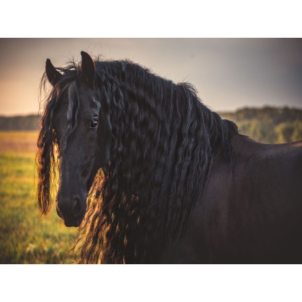 Cavallo 5d Diy Kit Diamond Painting Pittura Di Diamante NO2006