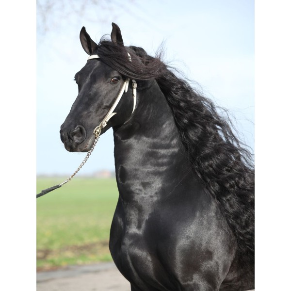 Cavallo 5d Diy Kit Diamond Painting Pittura Di Diamante NO2005