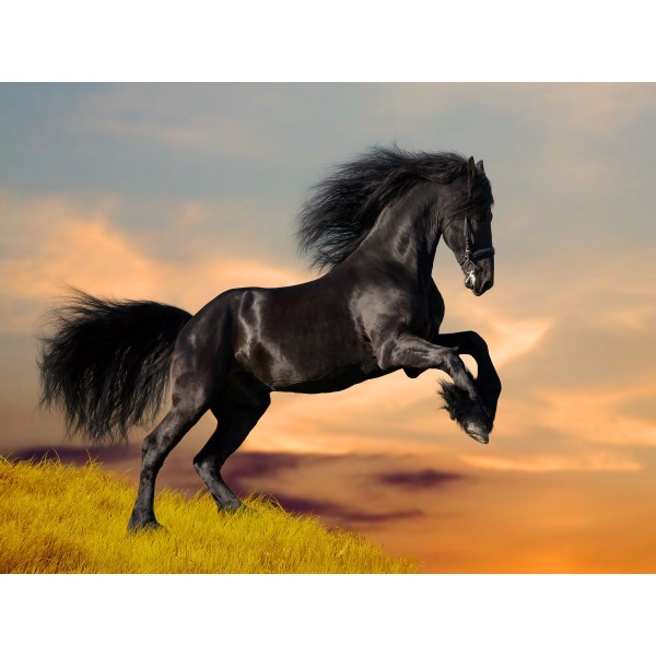 Cavallo 5d Diy Kit Diamond Painting Pittura Di Diamante NO2004