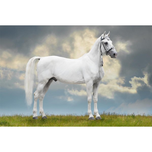 Cavallo 5d Diy Kit Diamond Painting Pittura Di Diamante NO1990
