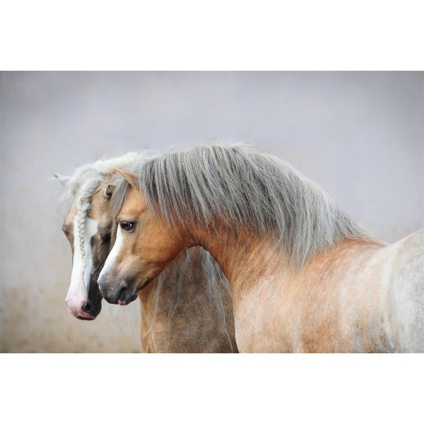 Cavallo 5d Diy Kit Diamond Painting Pittura Di Diamante NO1978