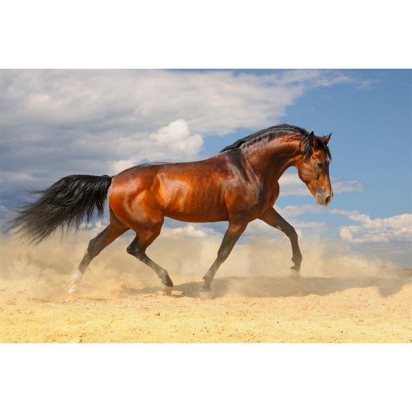 Cavallo 5d Diy Kit Diamond Painting Pittura Di Diamante NO1977