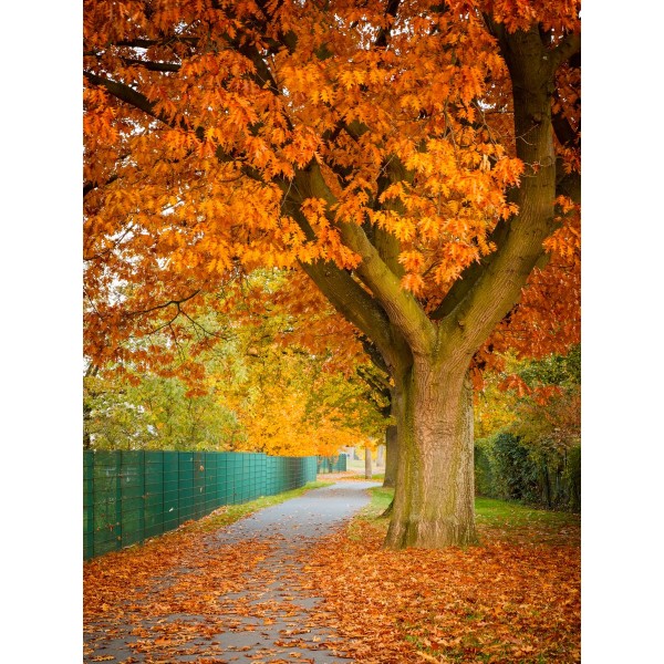 Albero 5d Diy Kit Diamond Painting Pittura Di Diamante NO1756