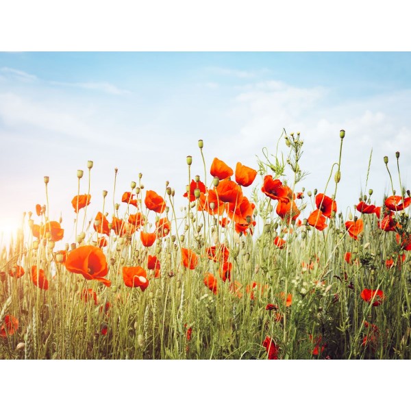 Natura 5d Diy Kit Diamond Painting Pittura Di Diamante NO1667