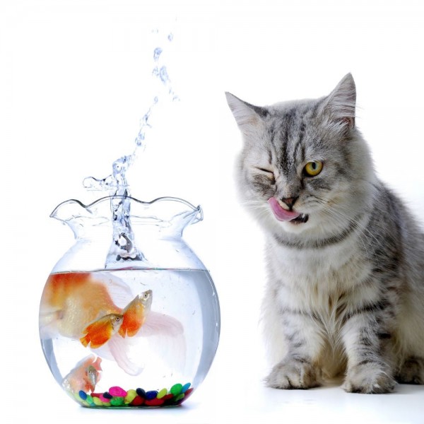 Gatto 5d Diy Kit Diamond Painting Pittura Di Diamante NO1649