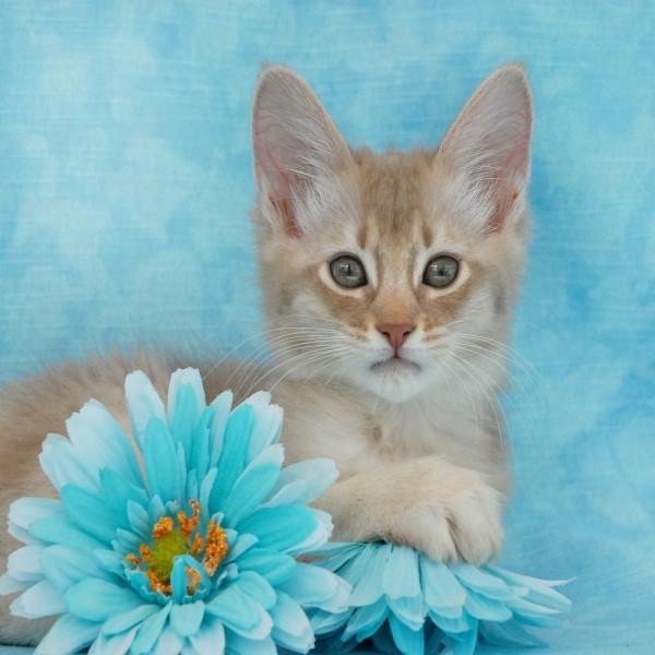 Gatto 5d Diy Kit Diamond Painting Pittura Di Diamante NO1645