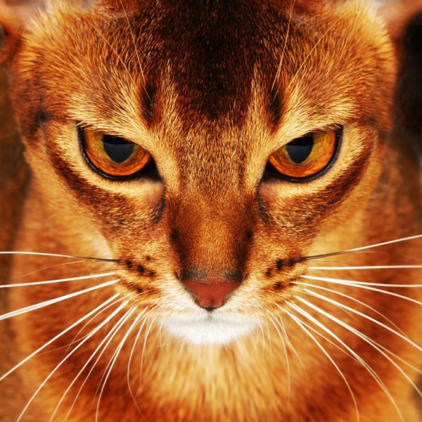 Gatto 5d Diy Kit Diamond Painting Pittura Di Diamante NO1643