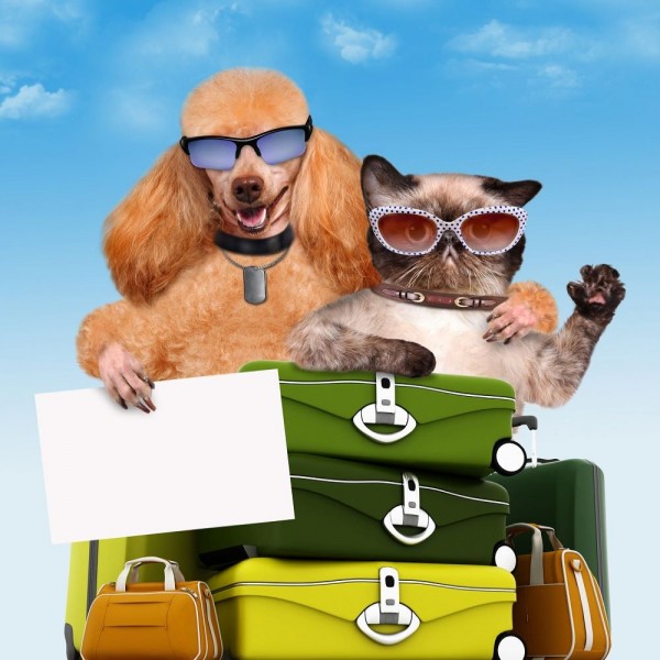 Gatto 5d Diy Kit Diamond Painting Pittura Di Diamante NO1639