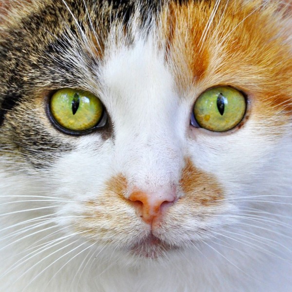 Gatto 5d Diy Kit Diamond Painting Pittura Di Diamante NO1636