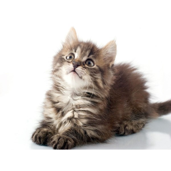 Gatto 5d Diy Kit Diamond Painting Pittura Di Diamante NO1629