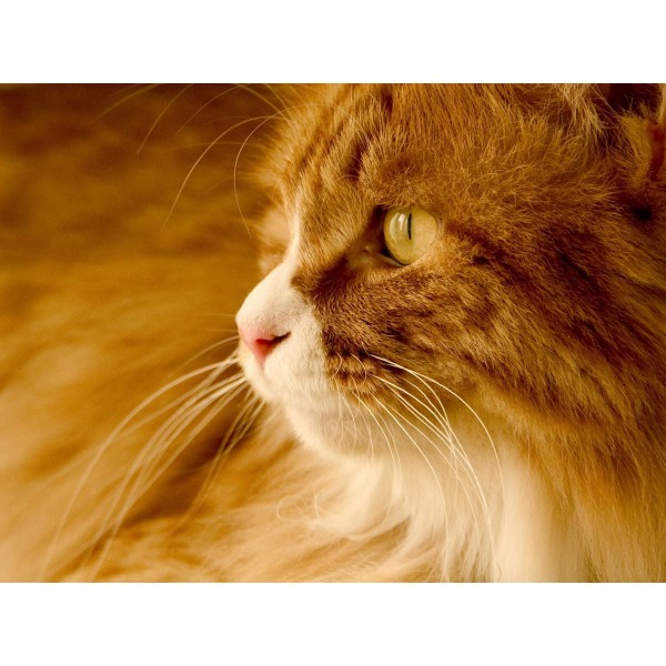 Gatto 5d Diy Kit Diamond Painting Pittura Di Diamante NO1628