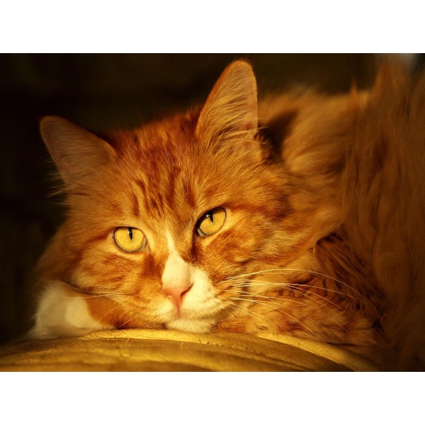 Gatto 5d Diy Kit Diamond Painting Pittura Di Diamante NO1627