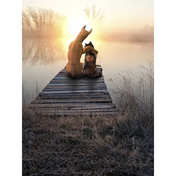 Gatto 5d Diy Kit Diamond Painting Pittura Di Diamante NO1624