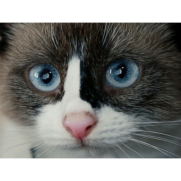 Gatto 5d Diy Kit Diamond Painting Pittura Di Diamante NO1621