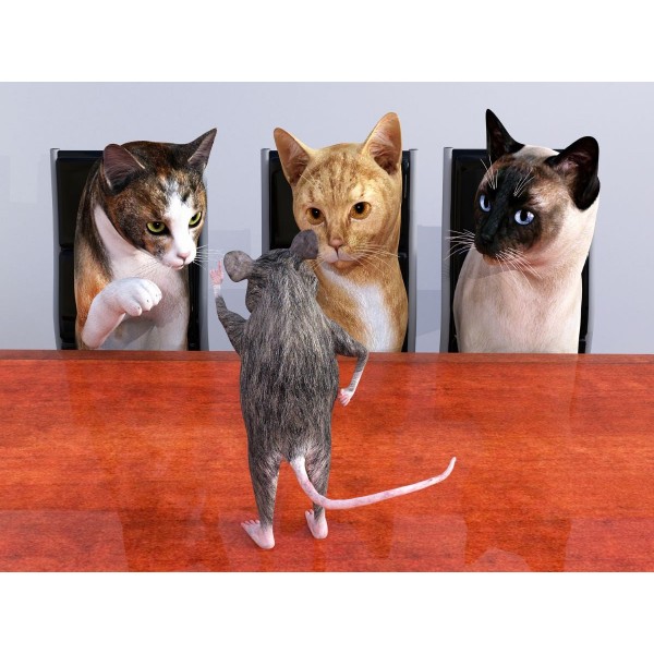 Gatto 5d Diy Kit Diamond Painting Pittura Di Diamante NO1620