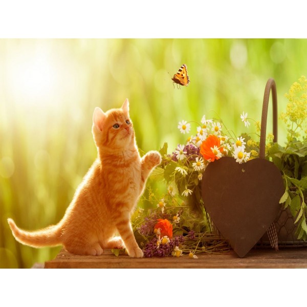 Gatto 5d Diy Kit Diamond Painting Pittura Di Diamante NO1619