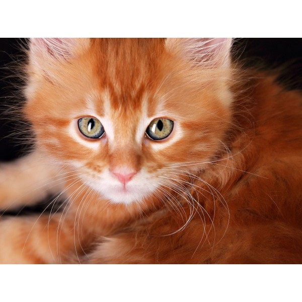 Gatto 5d Diy Kit Diamond Painting Pittura Di Diamante NO1613