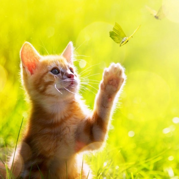 Gatto 5d Diy Kit Diamond Painting Pittura Di Diamante NO1602