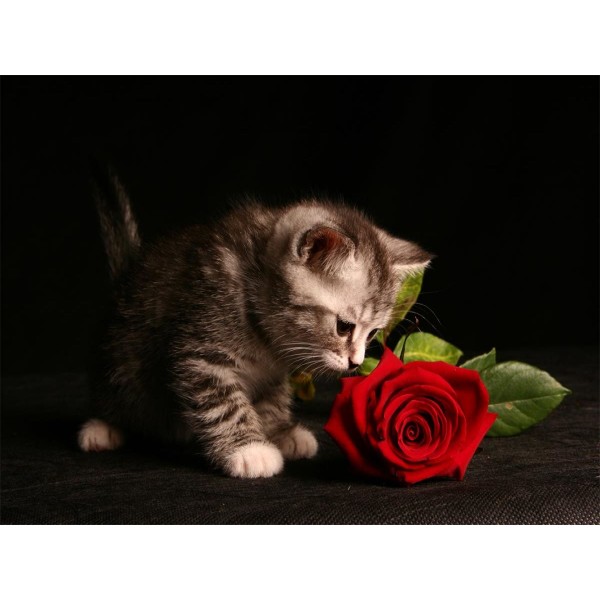 Gatto 5d Diy Kit Diamond Painting Pittura Di Diamante NO1596