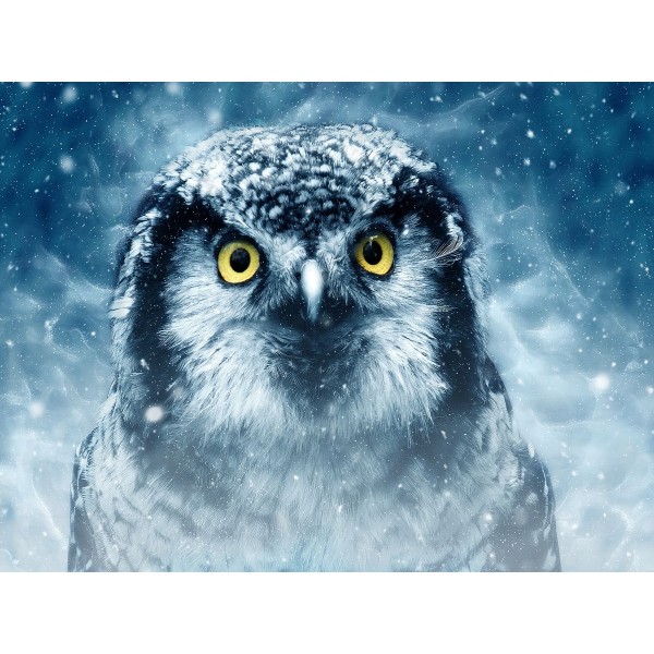 Gufo 5d Diy Kit Diamond Painting Pittura Di Diamante NO1552