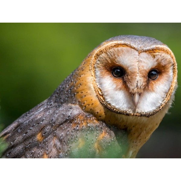 Gufo 5d Diy Kit Diamond Painting Pittura Di Diamante NO1551